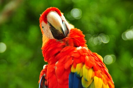 Colors exotic bird tropical bird