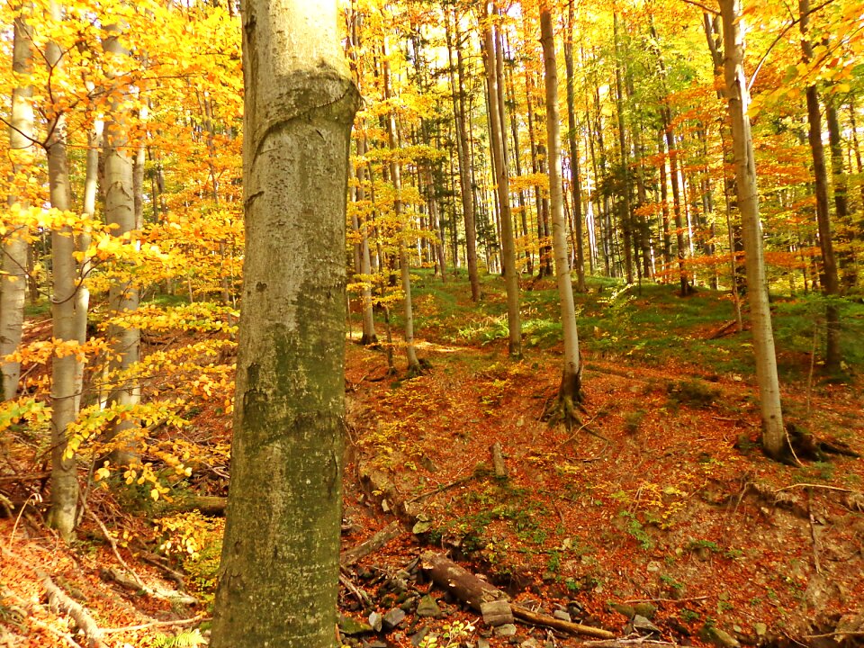 Landscape foliage konary