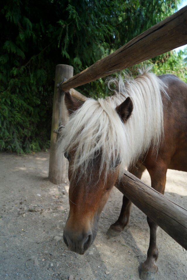 Young animal braunschweig landscape