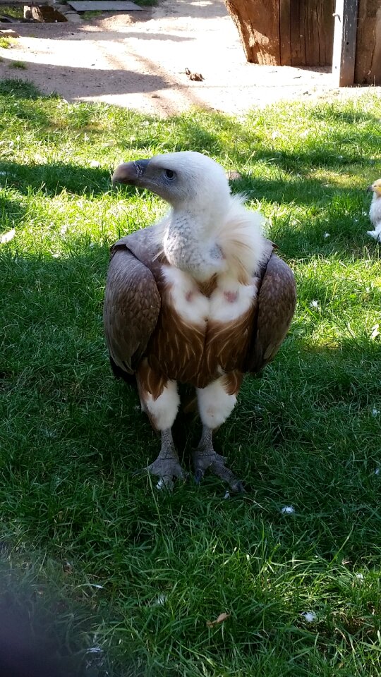 Animal scavengers bird of prey