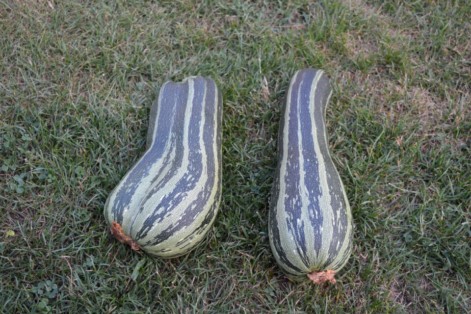 Garden vegetables zucchini