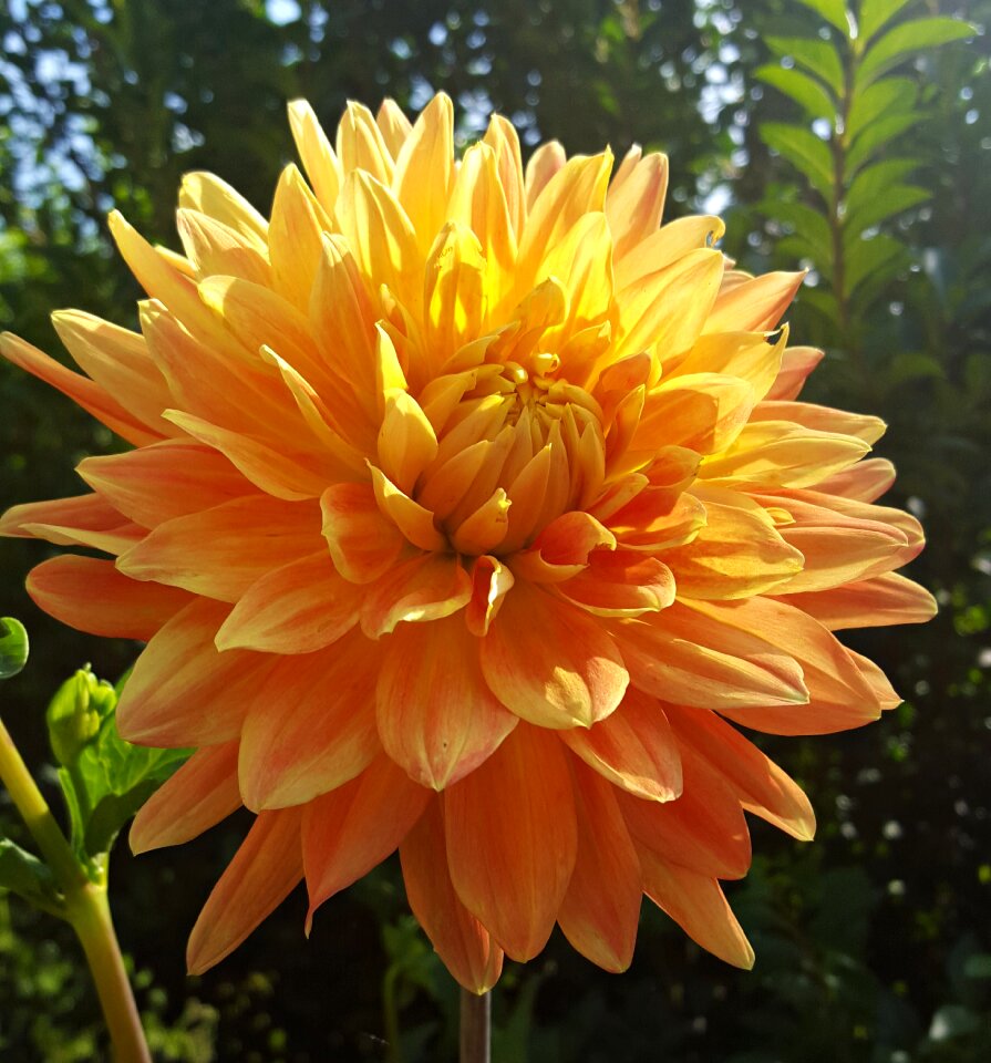 Summer nature bloom