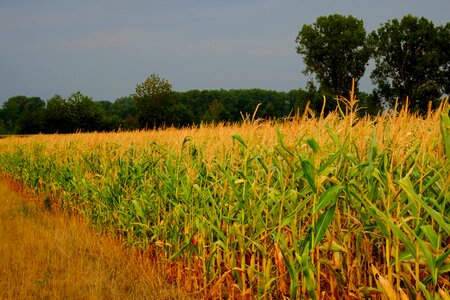 Field fodder maize cereals photo