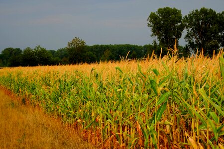 Field fodder maize cereals