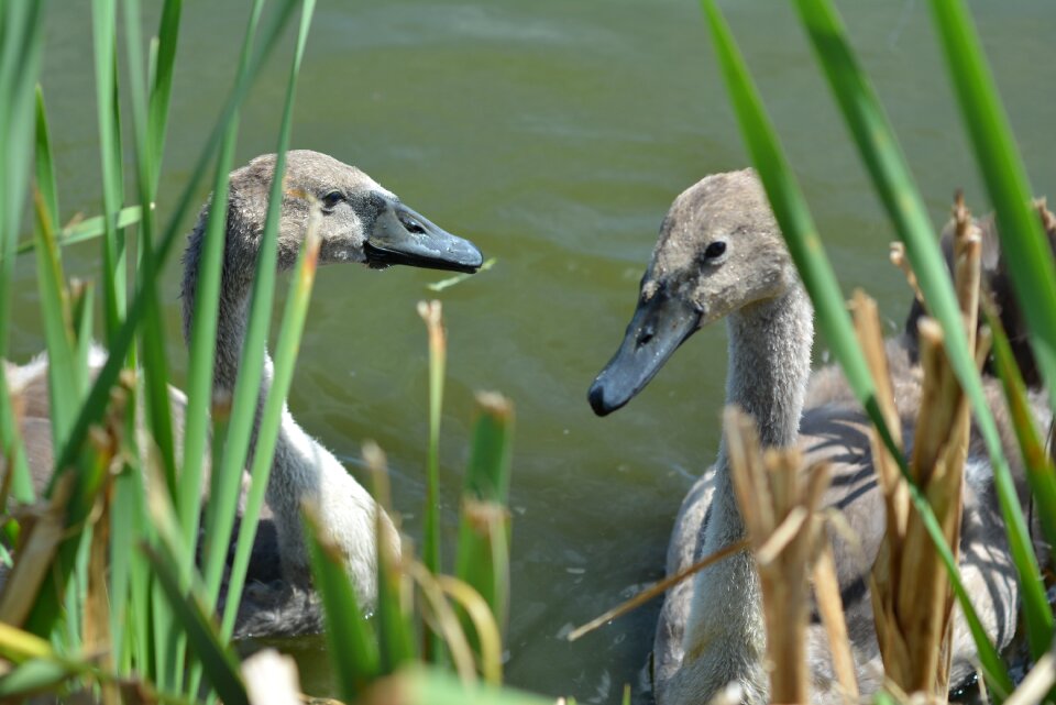 Nature water bird neck