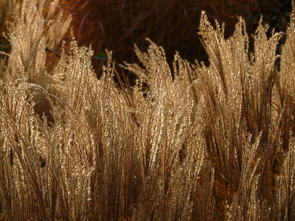 Licorice poaceae silver spring