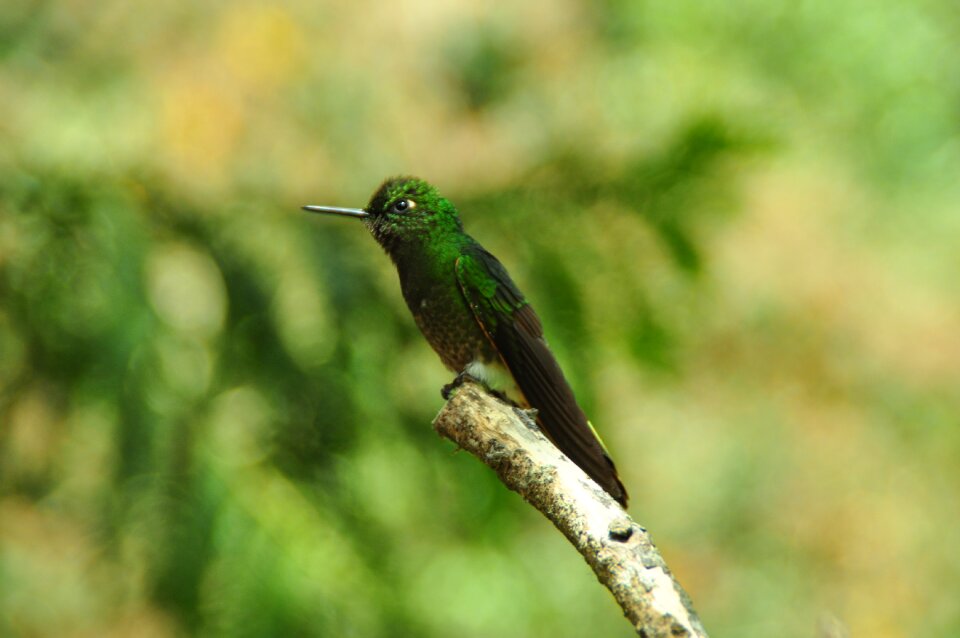 Green little bird bird