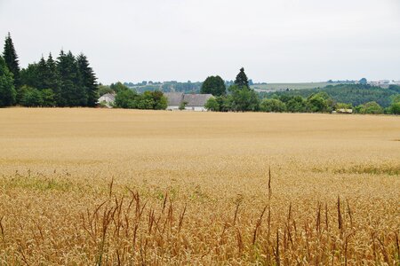 Agriculture summer countryside photo