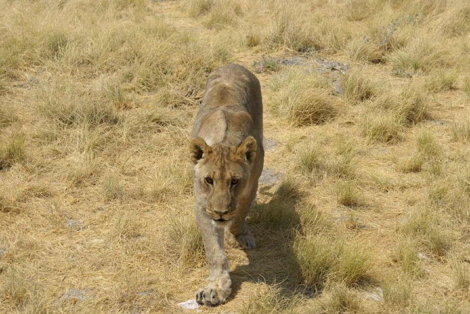 Mammal lion big game photo