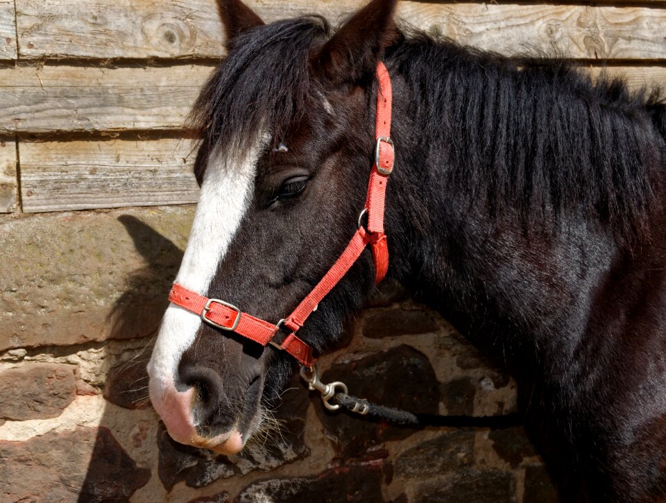 Horseback farm equestrian