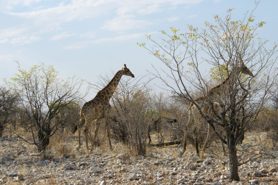 Africa namibia wilderness