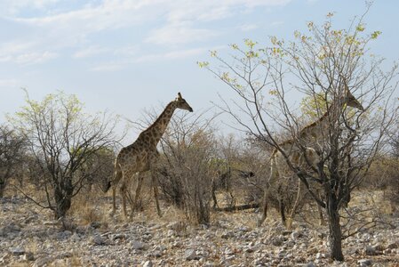 Africa namibia wilderness