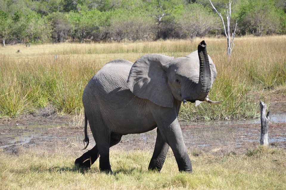 Okavango delta trumpet threaten