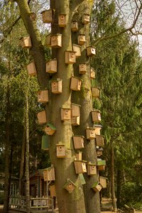 Tree skyscraper nest