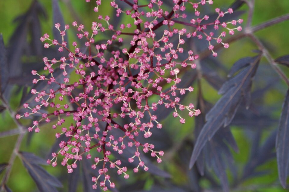 Elderberry nature macro
