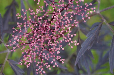 Elderberry nature macro