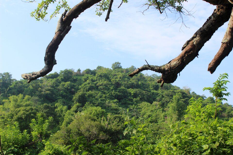 Tropical nature