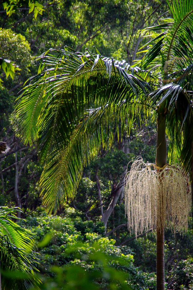 Queensland palm bangalow palm
