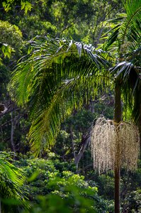 Queensland palm bangalow palm photo