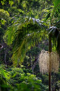 Queensland palm bangalow palm
