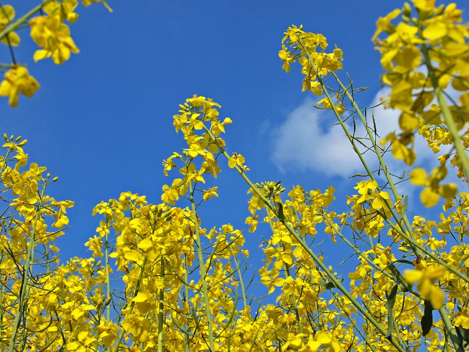 Rape blossom field of rapeseeds inflorescence