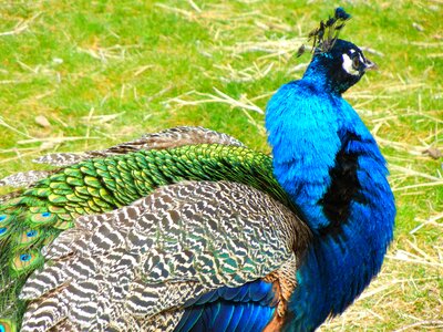 Peacock zoo