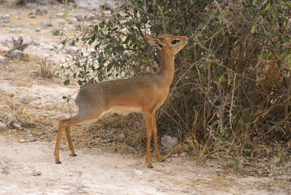Safari namibia wild