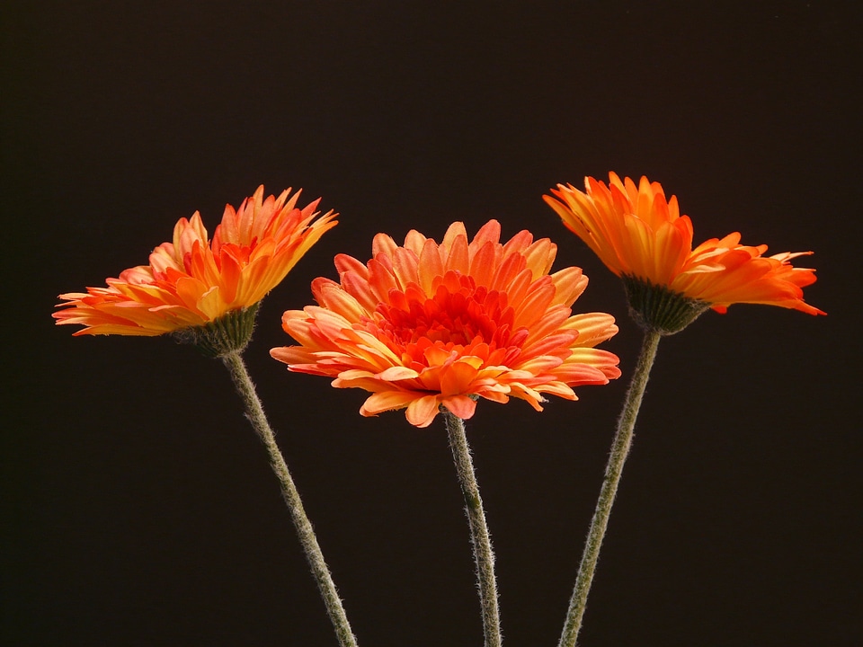 Blossom bloom art flower