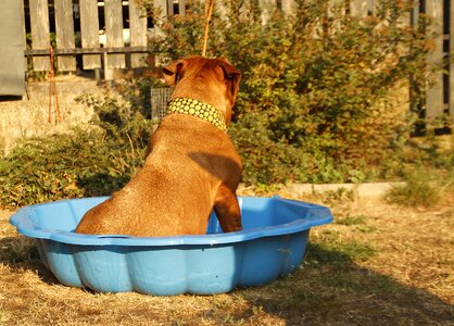 Puppyes dogue de bordeaux dog de bordeaux photo