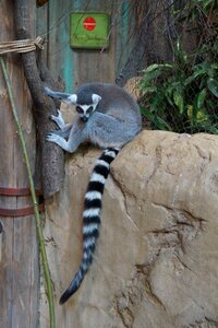 Cute young male