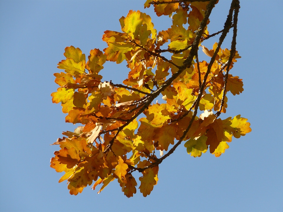 Sessile oak quercus petraea winter oak