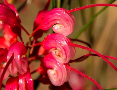 Australian native pink