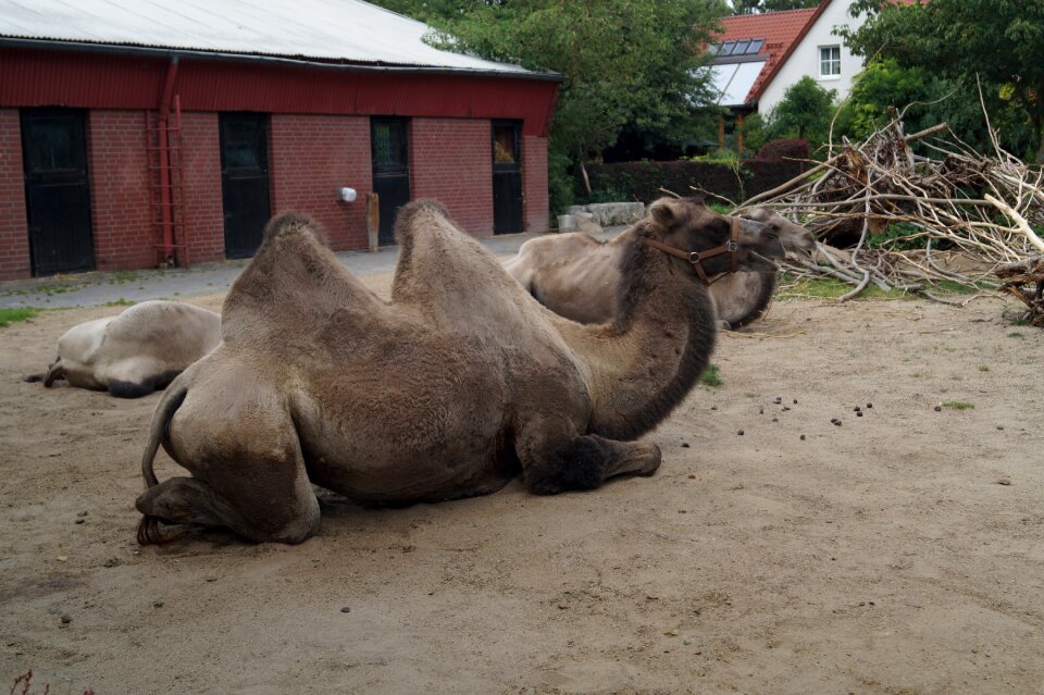 Nature mammal zweihoeckriges