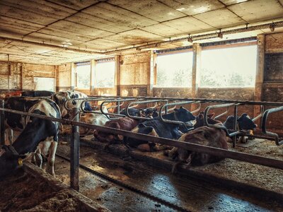 Cows farm stall