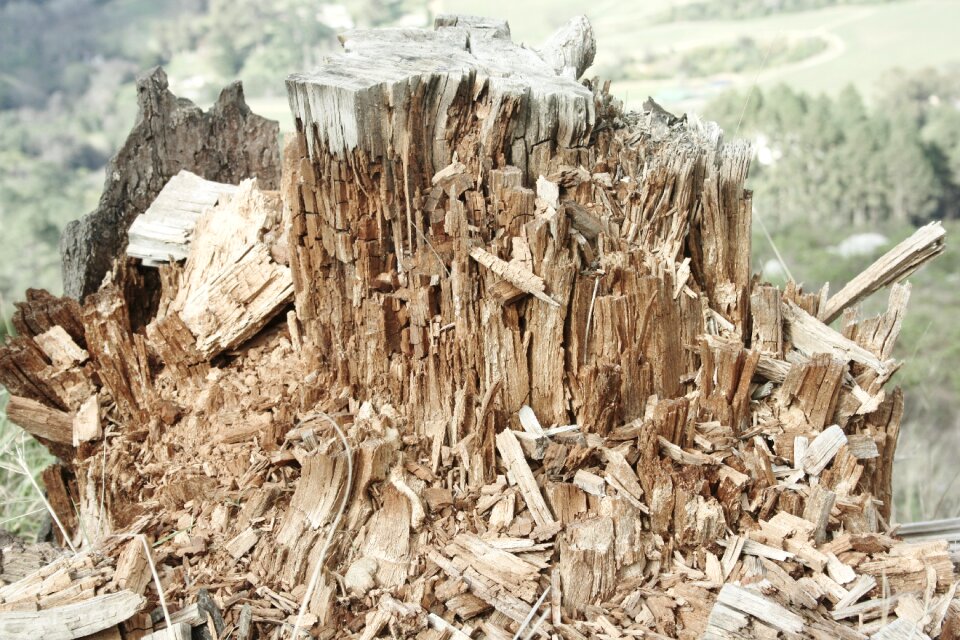 Tree wood chopped