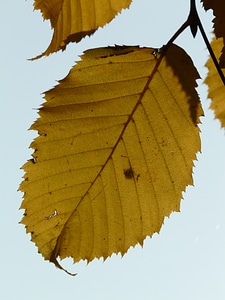 Hornbeam carpinus betulus white beech photo