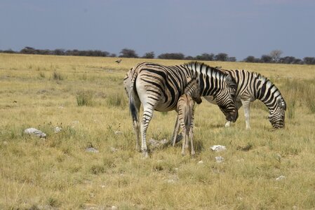 Africa striped mammals