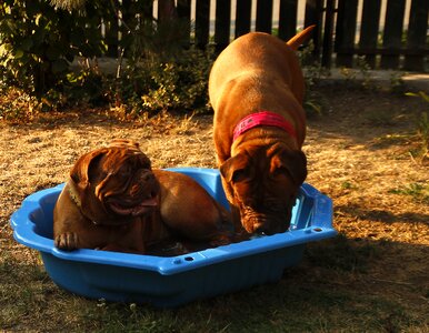 Dogue de bordeaux dog de bordeaux bordeaux photo