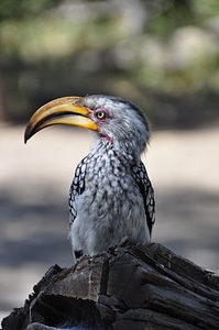 Bird bill yellow