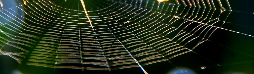 Silken symmetry insect