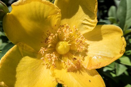 Pollen garden bee