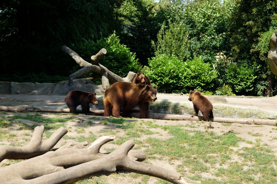 Nature mammal bear