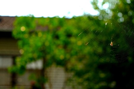 Insect close up web photo