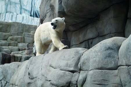 Animal bear animal world