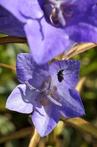 Purple flower blue purple flower insects