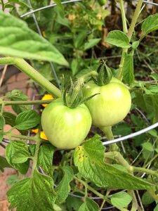 Gardening organic vegetable