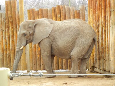 Elephant zoo photo