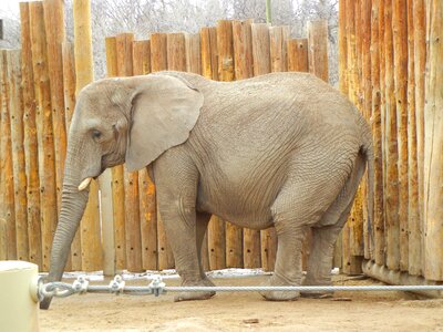Elephant zoo