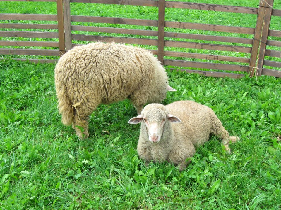 Pet animal grass