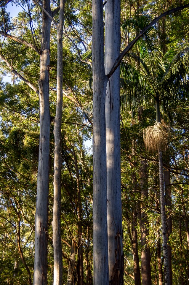 Australia queensland gum trees photo